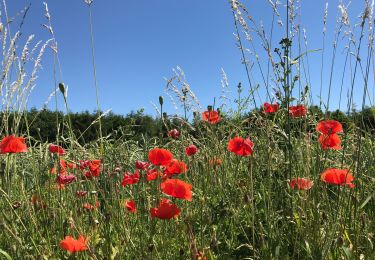 Trail Walking La Roche-en-Ardenne - MÉSA 2019 la roche en Ardennes  - Photo