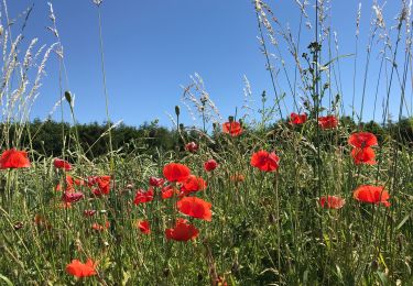 Percorso Marcia La Roche-en-Ardenne - MÉSA 2019 la roche en Ardennes  - Photo