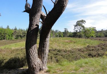 Tour Zu Fuß Steenwijkerland - WNW WaterReijk - De Bult - paarse route - Photo