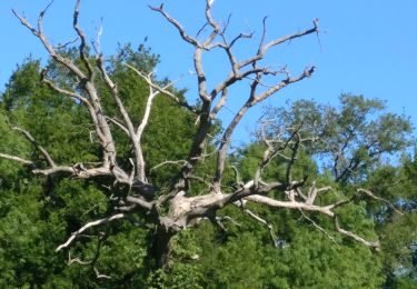 Trail Walking Vouillé - 2019-05-12 Les ponts de pierre sur le Lambon - Photo