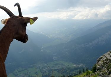 Tour Wandern Sixt-Fer-à-Cheval - 2020-08-14 Marche Salvagny vers Refuge Grenairon - Photo