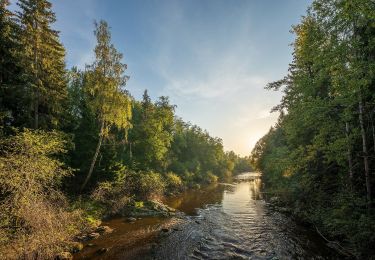 Tour Zu Fuß Helsinki - Haltiavuoren luontopolku - Photo