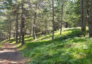 Trail Electric bike Castiglione di Sicilia - Etna nord brunek - Photo