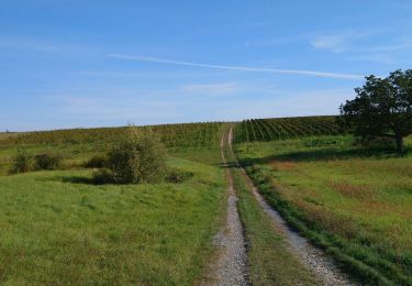 Excursión Senderismo Saint-Martin-le-Beau - Saint-Martin-le-Beau - Nitray GR41 Azay-sur-Cher - 23.2km 185m 5h15 (40mn) - 2023 10 04 - Photo