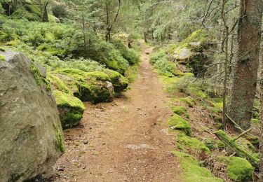 Tour Wandern Rappoltsweiler - boucle la grande verrerie-roche des 3 tables-roche des reptiles-roche des géants-la grande verrerie  - Photo