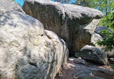 Trail Walking Champcueil - Champcueil - Photo
