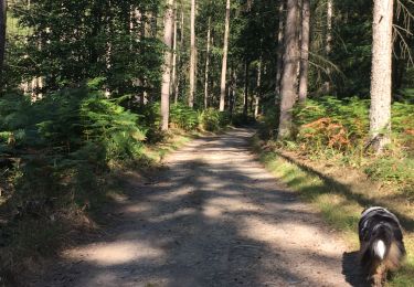Tour Wandern Aywaille - Harze 2020 - Photo