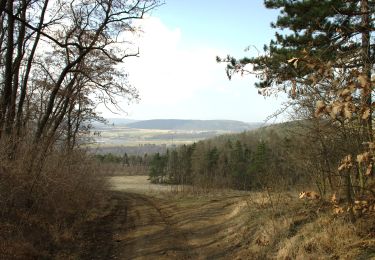 Tocht Te voet Zdice - [Z] Zdice - Koukolova hora - Photo