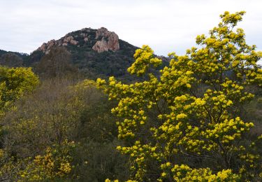 Percorso Marcia Mandelieu-la-Napoule - Chapelle St Jean - Maure Vieil - La Californie - Rocher des Monges - Photo