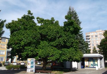 Excursión A pie okres Trenčín - IVV5 - JANOV CHODNÍK (dlhá rodinná trasa) - Photo