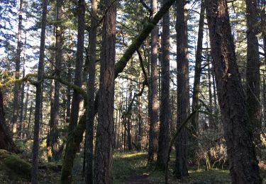 Trail Walking Saanich - High Ridge Trail - Photo