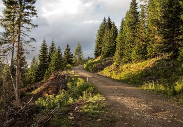 Tocht Te voet Millstatt am See - Enzian-Granat-Steig - Photo