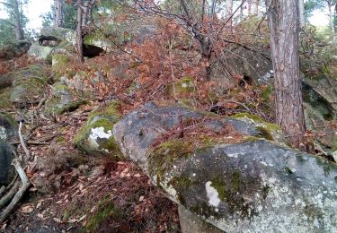 Tocht Stappen Fontainebleau - Un merle sur son mont - Photo