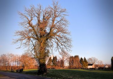 Tour Zu Fuß Raeren - Freyenter Wald - Photo