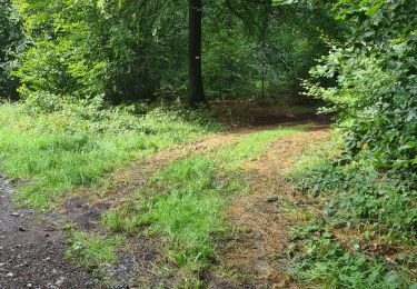 Randonnée Marche Paliseul - Boucle bois Neuvi, la grotte de Nollevaux, La Plaide - Photo