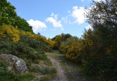 Tocht Te voet Bico e Cristelo - Trilho do Corno de Bico - Photo