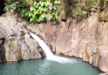 Excursión Senderismo Pointe-Noire - Guadeloupe - Saut de l'Acomat - Photo