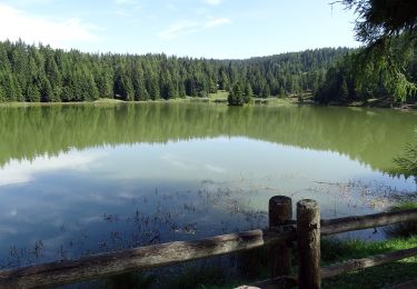 Tour Zu Fuß Unsere Liebe Frau im Walde-St. Felix - Wanderweg 50 - Photo