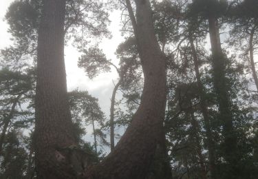 Tocht Stappen Fontainebleau - maintenon 2 septembre 2022  - Photo