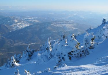 Trail Touring skiing Beaumont-du-Ventoux - mont ventoux à Ski - Photo