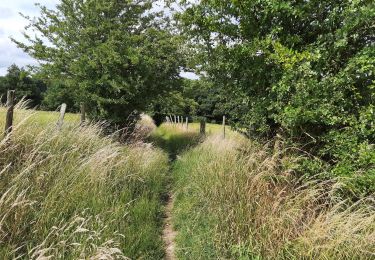 Tocht Stappen Nandrin - Villers-le-Temple - Photo