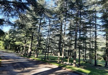 Tocht Stappen Bonnieux - forêt des cedres - Photo