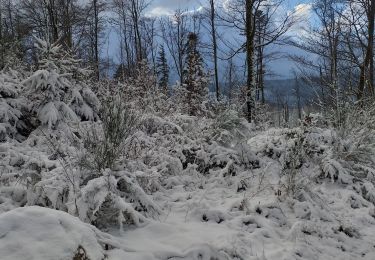 Tocht Noords wandelen Saulxures-sur-Moselotte - col du champ le vent - Photo