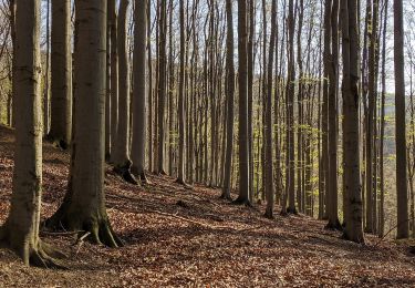 Tocht Te voet Liberec - NS Karlovské bučiny - Photo