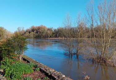 Tocht Stappen Gennes-Val-de-Loire - Cunault - Photo