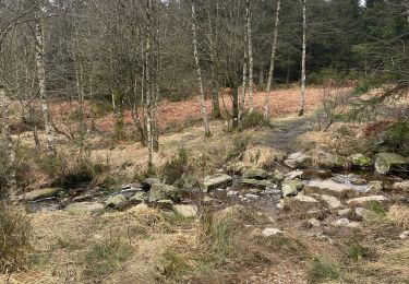 Trail Walking Jalhay - Fagne baraque Michele - Photo