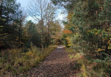 Tocht Stappen Fontainebleau - Croix de Toulouse 10 octobre 2023 - Photo