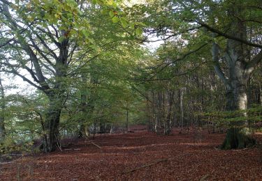 Randonnée A pied Trendelburg - Grenzland-Rundweg 2 - Photo