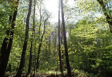 Randonnée Marche Érezée - GrWandArdNatuur 17:Amonines (PVDB) - Photo