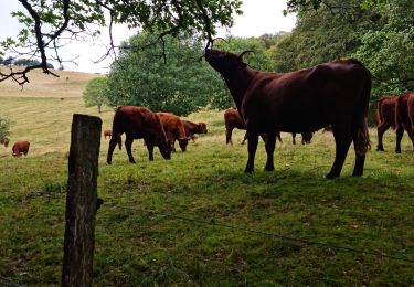 Tour Wandern Steinbach - Rando Marcheurs du 03/07/2023 par ALAIN - Photo