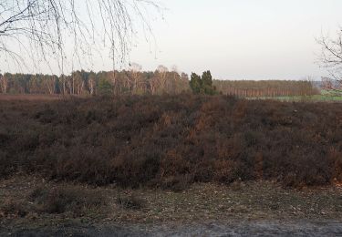 Tour Zu Fuß Faßberg - Südheide 'Sagenhafte Sicht im Elfenland' W4m (mittlere Tour) - Photo