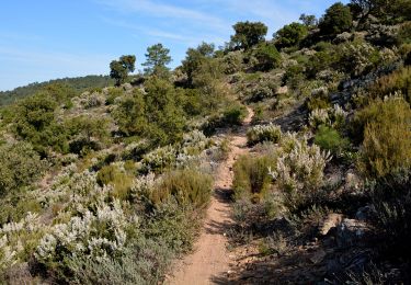 Tour Wandern Rayol-Canadel-sur-Mer - Wikiloc - Le rayon canadel - Opidum de monjean - Photo