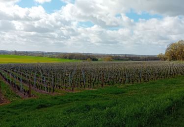 Randonnée Marche Brissac-Loire-Aubance - St Saturnin  - Photo