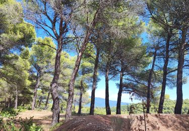 Trail Walking Caromb - Circuit Caromb - Photo