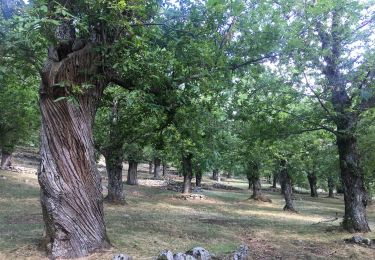 Percorso A piedi Arcidosso - Arcidosso - Anello dell'Amiata - Photo