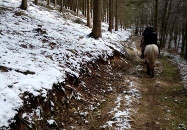 Trail Horseback riding Manhay - oster petite hoursinne oster  - Photo