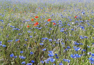 Randonnée Marche Mézières-lez-Cléry - Mézières 6 juin 2021 - Photo