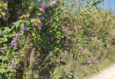 Tocht Stappen Saint-Tropez - les salins st tropez - Photo