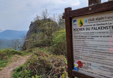 Tocht Stappen Dambach-la-Ville - Château du Bernstein - Photo