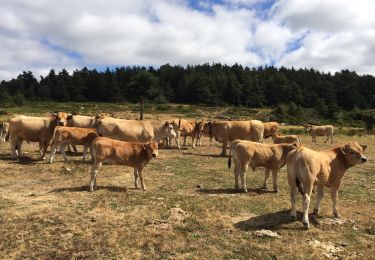 Trail Walking Brion - La chaldette  - Photo