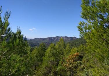 Tocht Stappen Garéoult - Bois de Garéoult - Photo