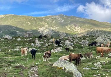 Trail Walking Ghisoni - Refuge de Capannelle-refuge du col de Verde - Photo