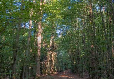 Tour Zu Fuß Ebracher Forst - Schwarze Nordic Walking Strecke Ebrach - Photo