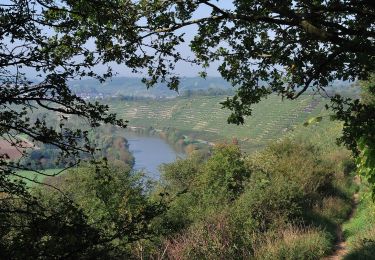 Trail On foot Hessigheim - Neckarhöhen - Photo