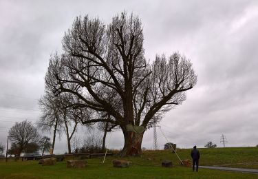 Percorso A piedi Michelstadt - Rundwanderweg Weiten-Gesäß 4 : Hüttenweg - Photo