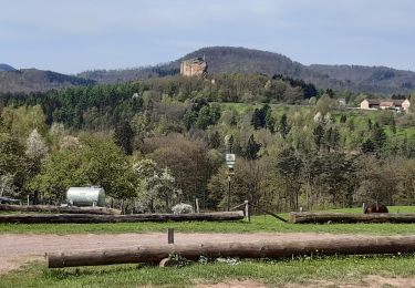 Trail Walking Lembach - L'embaucher gimbelhof - Photo